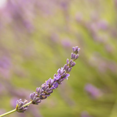 Blooming purple lavender