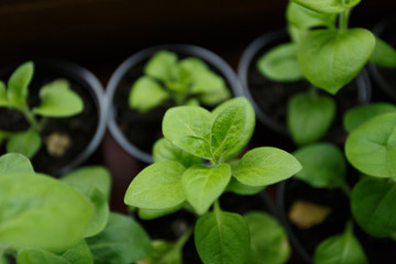 Pitunia seedlings in plastic flower pots on the window