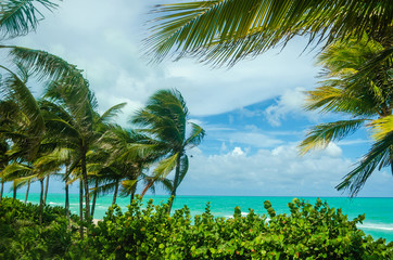 Panele Szklane  Tropikalne palmy w Miami Beach w pobliżu oceanu