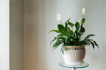 Spathiphyllum flower in the white pot, home