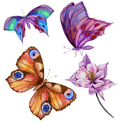 Watercolor painting set. Three bright beautiful butterflies, colombine flower on a stem. Isolated on white background.