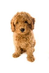 Sitzender Pudelwelpe isoliert auf weißem Hintergrund