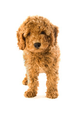 Stehender Pudelwelpe isoliert auf weißem Hintergrund