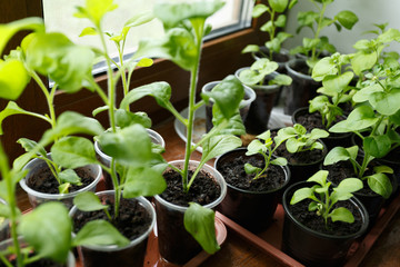 Pitunia seedlings in plastic flower pots on the window