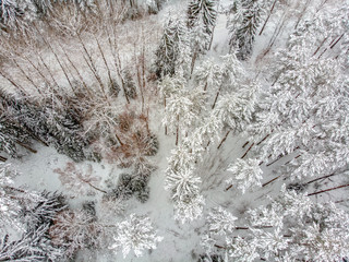 Evergreen forest in winter