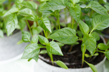 Spring pepper seedlings on the window
