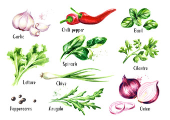 Ensemble d& 39 herbes et d& 39 épices de salade fraîche. Illustration aquarelle dessinés à la main isolé sur fond blanc