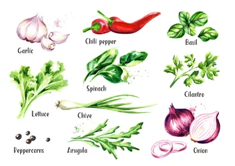 Photo sur Plexiglas Aromatique Ensemble d& 39 herbes et d& 39 épices de salade fraîche. Illustration aquarelle dessinés à la main isolé sur fond blanc