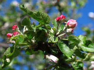  Blooming apple tree