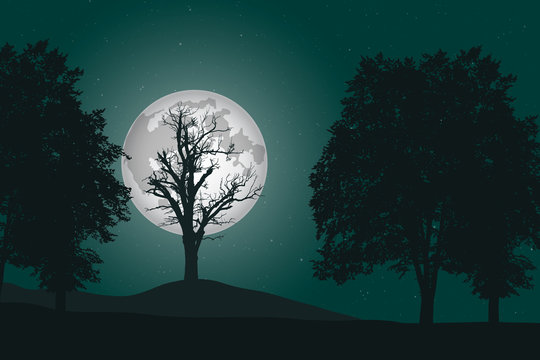vector illustration of a deep deciduous forest under a night sky with full moon