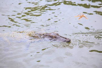 Closeup Crocodile Head under Transparent Water