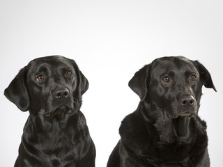 Two labradors in a studio. Team of two black labrador dogs.