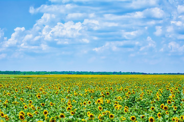 Sunflowers Field in Bulgaria