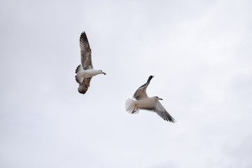 Fototapeta premium Seagulls flying at the beach in portugal 