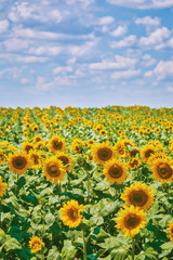 Fototapeta premium Sunflowers Field in Bulgaria