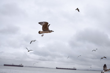 Seagulls flying at the beach in portugal 