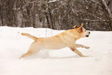 dog breed labrador retriever fun running through the snow