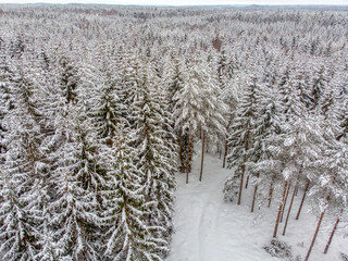Evergreen forest in winter