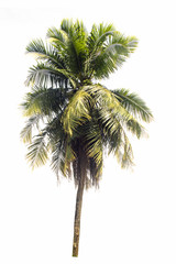 Coconut tree isolated on white background.