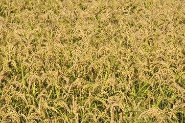 Obraz premium Autumn rice field