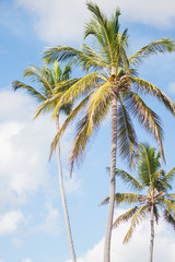 palm trees background the blue sky. Dominican Republic