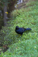 Obraz premium black little bird. Dominican Republic