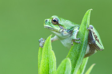 Close up profile of a small green tree frog
