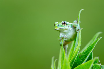 A small green treefrog perched on leaves