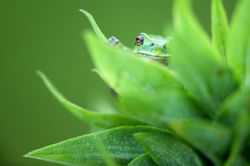 A small green tree frog peeks out between the leaves of a green plant
