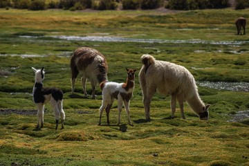 Fototapeta premium Llama's in Peru