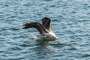 Fototapeta premium California Brown Pelican at San Diego Bay