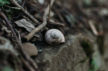 Snail Shell