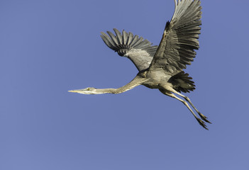 Blue Heron Flight