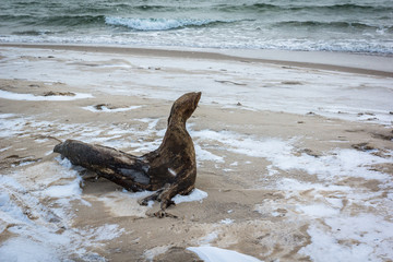 Beach on the Baltic sea in Hel at winter, Pomorskie, Poland