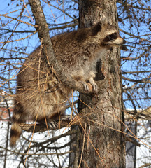 Raccoon (Procyon lotor) sits on branch high on larch tree and looks into distance