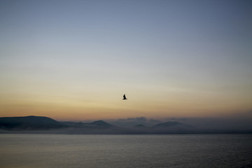 Fototapeta na wymiar the flight of a lone Seagull over the sea during dawn