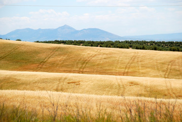 Fototapeta premium CAMPO DE TRIGO SEGADO