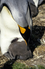 Manchot royal, nid, jeune,.Aptenodytes patagonicus, King Penguin, Iles Falkland