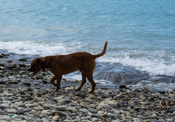 pedigreed dog playing in the sea waves on a pebble beach