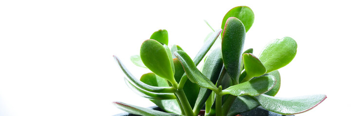 Sukkulente isoliert - Banner