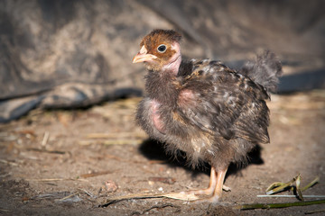 Small brown chicken in brown backround