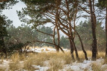 Falling snow in the winter forest in Hel, Poland