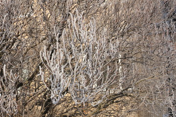 branches of bushes covered with hoarfrost