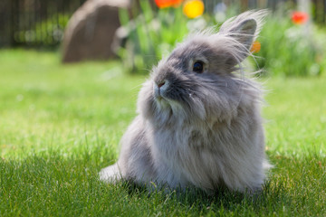 Decorative gray rabbit sitting on the grass