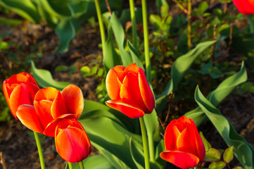colorful tulips in early spring in the garden