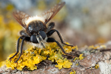 Fly on the yellow lichens