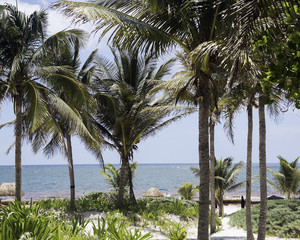 Fototapeta na wymiar ocean view through palm trees