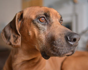 Rodesian Ridgeback dog close up.