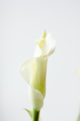 White calla lily flower on a white background.