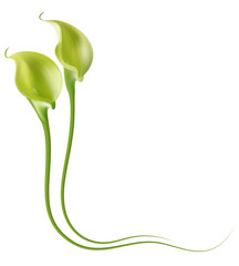 Realistic green-yellow calla lily frame, corner.
